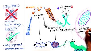 What is Chromatin [upl. by Atiragram879]