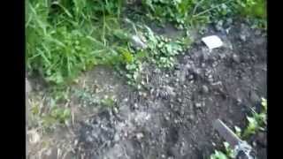 My Home made Stirrup Scuffle Hula Garden Hoe Fast easy way for weeding your garden [upl. by Hunsinger461]