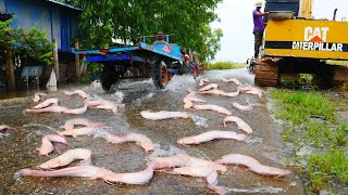 I Catch a lot of Redfish amp Catfish On The Road Flooding [upl. by Ylliw]