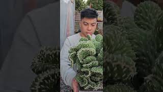 Extremely beautiful Opuntia Cylindrica Cristata dance video music plantmusic [upl. by Cudlip]