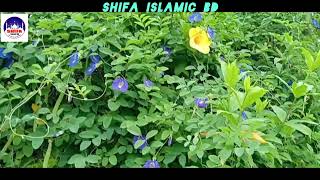 মুসিবতে না পাই যদি করুণা তোমার  mosibote na pai jodi  নতুন গজল  Shifa Islamic bd [upl. by Ahsekim]