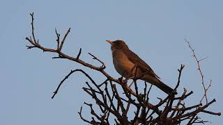 Turdus amaurochalinus  Zorzal Chalchalero  Creamybellied Thrush [upl. by Cummine]