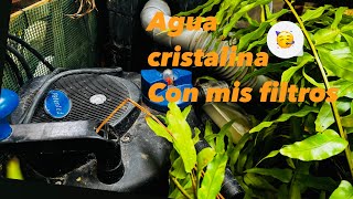 OS ENSEÑO MIS FILTROS AGUA CRISTALINA EN EL ESTANQUE [upl. by Deck]