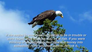 eagle dream meaning [upl. by Ycnej]