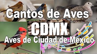 Cantos de Aves de Ciudad de México y sus nombres de especie [upl. by Ennailuj]