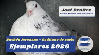 RESUMEN Palomos Buchón Jerezano  Gaditano de Vuelo buchonjerezano buchongaditanodevuelo [upl. by Anwahsiek521]