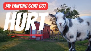 My Fainting Goat Got Hurt [upl. by Elysha183]