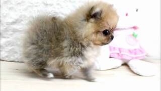 Boutique Teacup Puppies  Micro Teacup Pomeranians Tiniest Pom Puppies [upl. by Tanney]