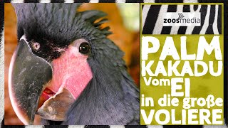 Loro Parque Stiftung Aufzucht von PALMKAKADUS  zoosmedia [upl. by Proulx700]