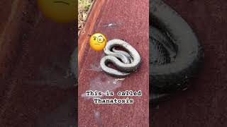 Hognose Snake Plays Dead ☠️ snake reptiles shortsviral [upl. by Agee]