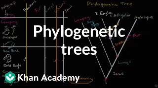 Understanding and building phylogenetic trees  High school biology  Khan Academy [upl. by Demitria498]