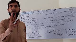 Monosaccharides GlucoseGalactoseFructose and Disaccharides Maltose sucrose and lactose Lec 04 [upl. by Caro]