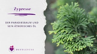 Zypresse – Der Paradiesbaum [upl. by Trebbor]