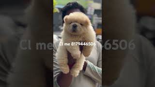 Chow Chow Male Puppy available trending viralvideo viralreels viralshort shortvideo shorts [upl. by Nadabb]