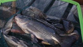 TILAPIA CAGE CULTURE FARMING  PAPUA NEW GUINEA [upl. by Magner]