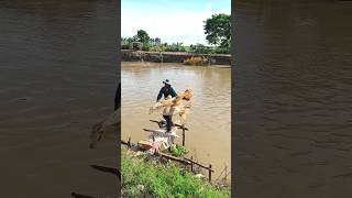 Incredible 60s Years old Throwing Cast net  Nimitt Fishing video Ep49 shorts fishing outdoors [upl. by Amir]