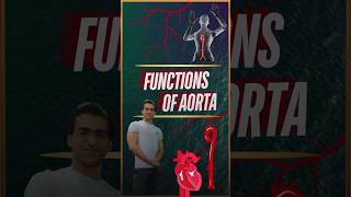 Functions of Aorta [upl. by Fina]