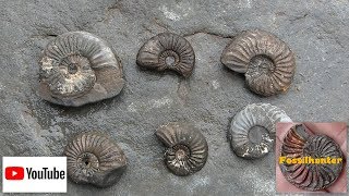 Fossil Hunting Ammoniten reinigen Fossilien suchen [upl. by Elyak773]