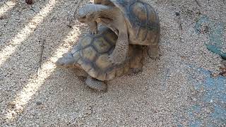 Desert tortoises mating mid August [upl. by Rosenzweig695]