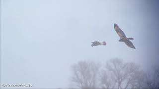 Ruigpootbuizerd  Roughlegged Buzzard  Buteo lagopus  Drentse Dijk Onlanden NL 09012019 [upl. by Ahsikat]