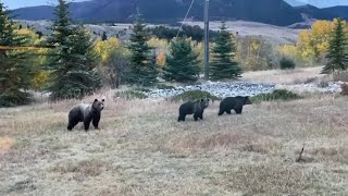 Montana ranchers express support to delist grizzly bears from endangered species list [upl. by Barhos988]