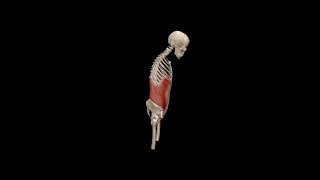 Spine flection movementmovement of spine anatomy viralvideo animation trending neck [upl. by Sumer]