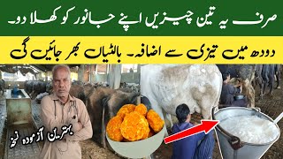 How to increase milk of Cows and Buffalos Fastly  Desi Formula to Increase Milk  Dairy Farm Tips [upl. by Norrv563]