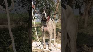 large size bully kutta  pakistani famous bully dog  sialdailyvlog [upl. by Airotkciv]