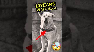 😢 Hachiko Dog Story  hachiko dog real photos [upl. by Alyat521]