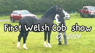 THE FIRST WELSH COB HORSE SHOW OF THE YEAR [upl. by Kolivas]