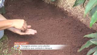 TV ZAN  COTIDIANO  PLANTIO CROTALÁRIA DENGUE  JOÃO PAULO SANTOS  02032015 [upl. by Lean]