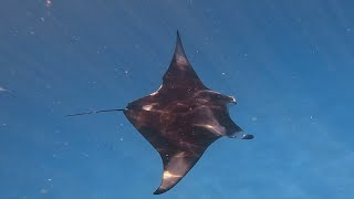 240724  Manta Ray snorkelling Dives at Sunset Arches amp Fish Bank near Dhigurah South Ari Maldives [upl. by Khano]