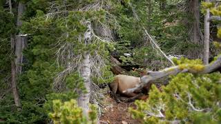 Elk cow bedded in the shade on a hot day [upl. by Joice126]