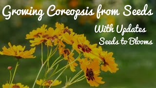 Growing Coreopsis from Seeds  With Full Updates [upl. by Llenrac]