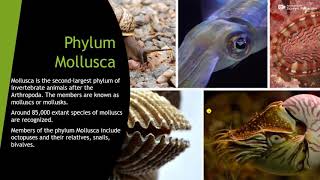 Phylum mollusaclass gastropodaceohalopoda bivalvia [upl. by Windham]