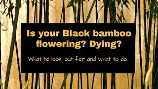 Black Bamboos Flowering Dying [upl. by Lleznov]