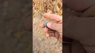 Arrowhead hunting on a fourwheeler Trail upstate New York [upl. by Nesnah]