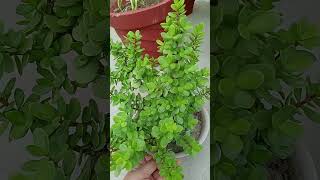 Jade plant  Jade plant Indoor rakh sakte hain ya nahi jade jadeplant [upl. by Naval750]