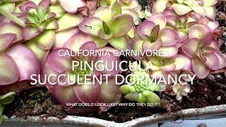 What to do with Butterworts Pinguicula in Winter [upl. by Eshelman541]