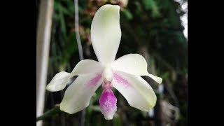 Phalaenopsis fimbriata  first bloom  species orchid [upl. by Assetnoc594]