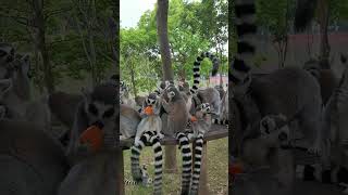 Ring tailed Lemurs Enjoying Their Meal [upl. by Hahsia]