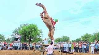 ऊंट ने किया तीन खाटों पर जम्प  New Rajasthani Song 2024  New Camel Dance cameldance priyanshu [upl. by Ainomar]