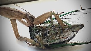 Praying Mantis Fights Cicada To The Death [upl. by Arod417]