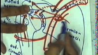 07 Axillary Branches Anastomosis amp Veins [upl. by Corella]