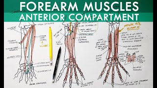 Forearm Muscles  Anterior Compartment  Anatomy Tutorial [upl. by Diandre]