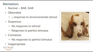 Assessing Mentation in Dogs and Cats [upl. by Henarat]