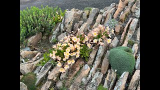 Crevice Garden  Far Reaches Botanical Conservancy [upl. by Kreit413]