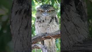 Tawny Frogmouth Podargus strigoides  Observed in Description [upl. by Ainoz561]