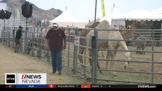 Ostrich and camel races bring fun to Virginia City [upl. by Aleris]