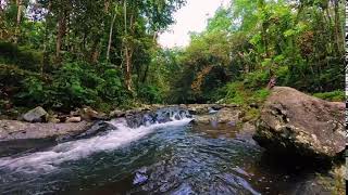 Tidur Nyenyak Dengan Suara Aliran Sungai Piano dan kicau Burung [upl. by Balf]